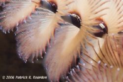 Full frame macro of a Christmas Tree worm. Backlit with s... by Patrick Reardon 